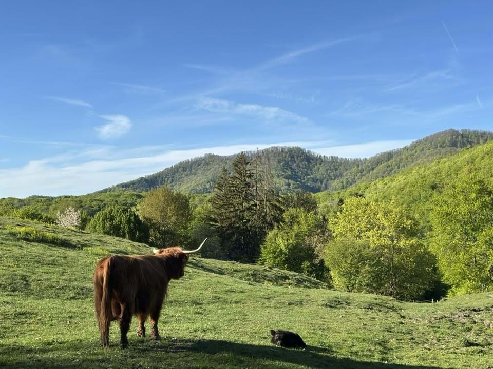 I vitelli Highland sono già nati